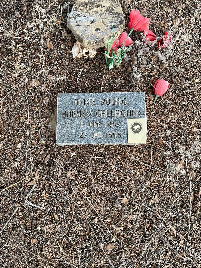 Alice Young Harvey Gallagher's grave. Photo 1